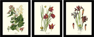 Vintage Botanical Flower Floral Prints in  Black Frames