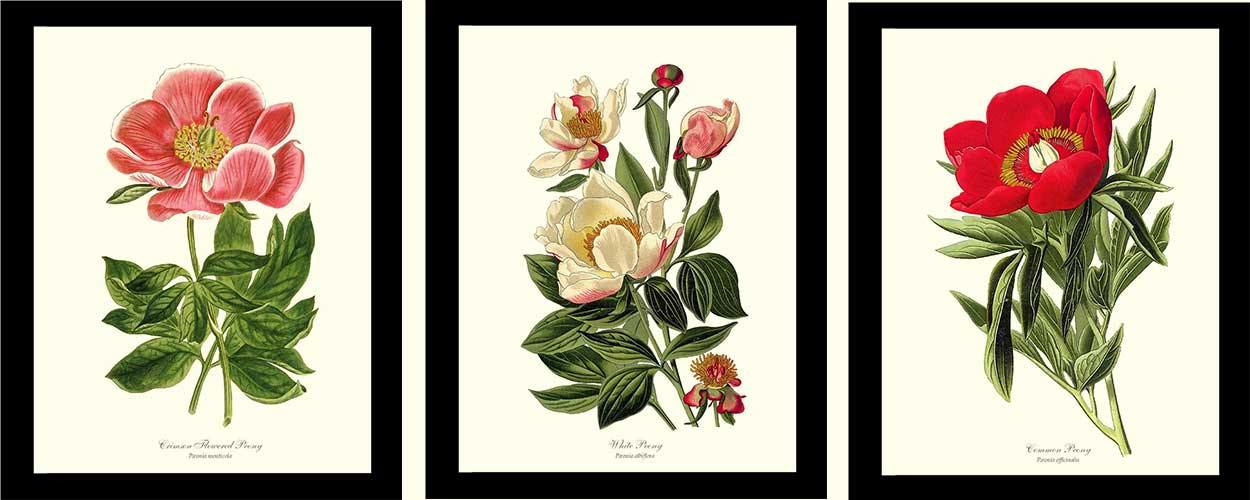Peony Vintage Flower Prints Set - Charting Nature