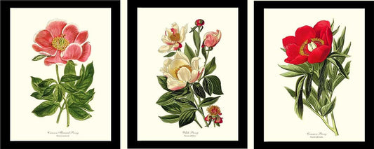 Peony Vintage Flower Prints Set - Charting Nature
