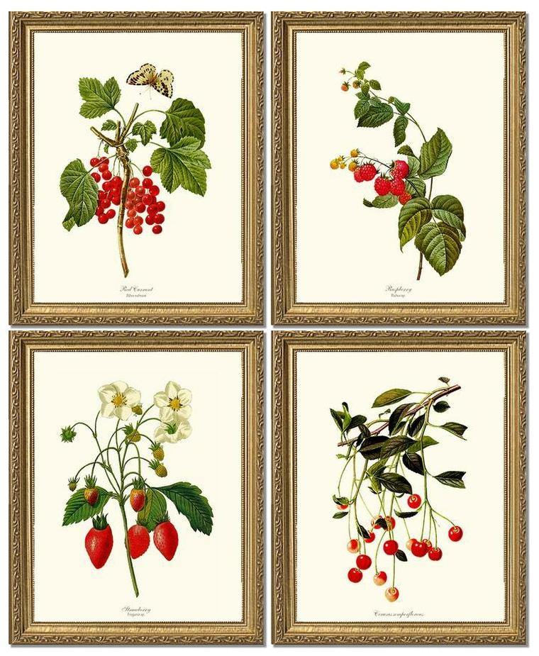 Vintage Red Berry Fruit Botanical Print Set