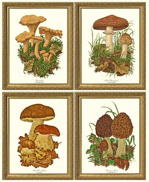 Vintage Mushroom Print Set - Charting Nature
