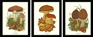 Vintage Mushroom Wall Art Print Set - Charting Nature