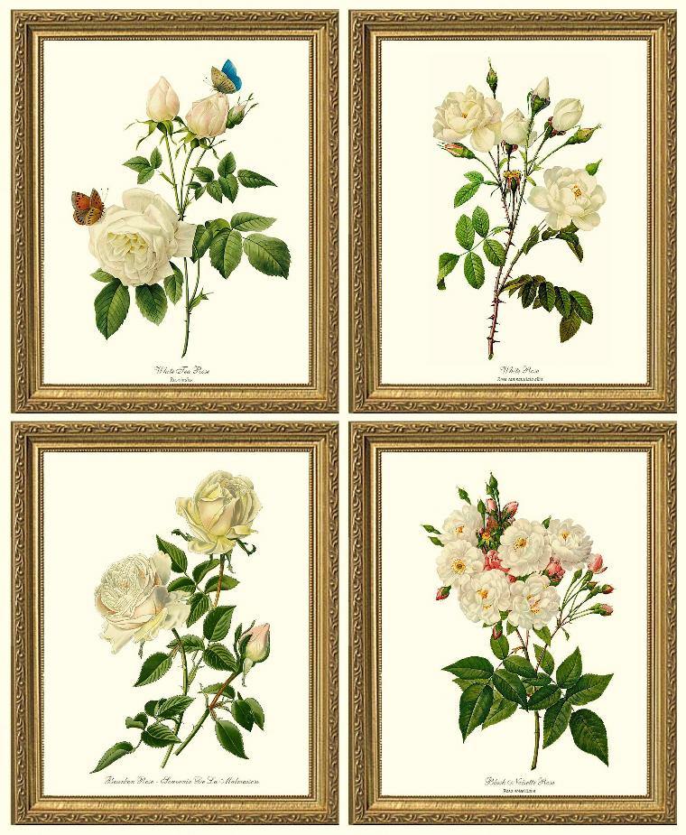 Rose Wall Art Print: White Rose Vintage Botanical Print Set. Matched Set of 4 - Vintage Botanical Wall Decor- Charting Nature