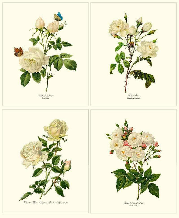 White Rose Vintage Botanical Print Set. Matched Set of 4