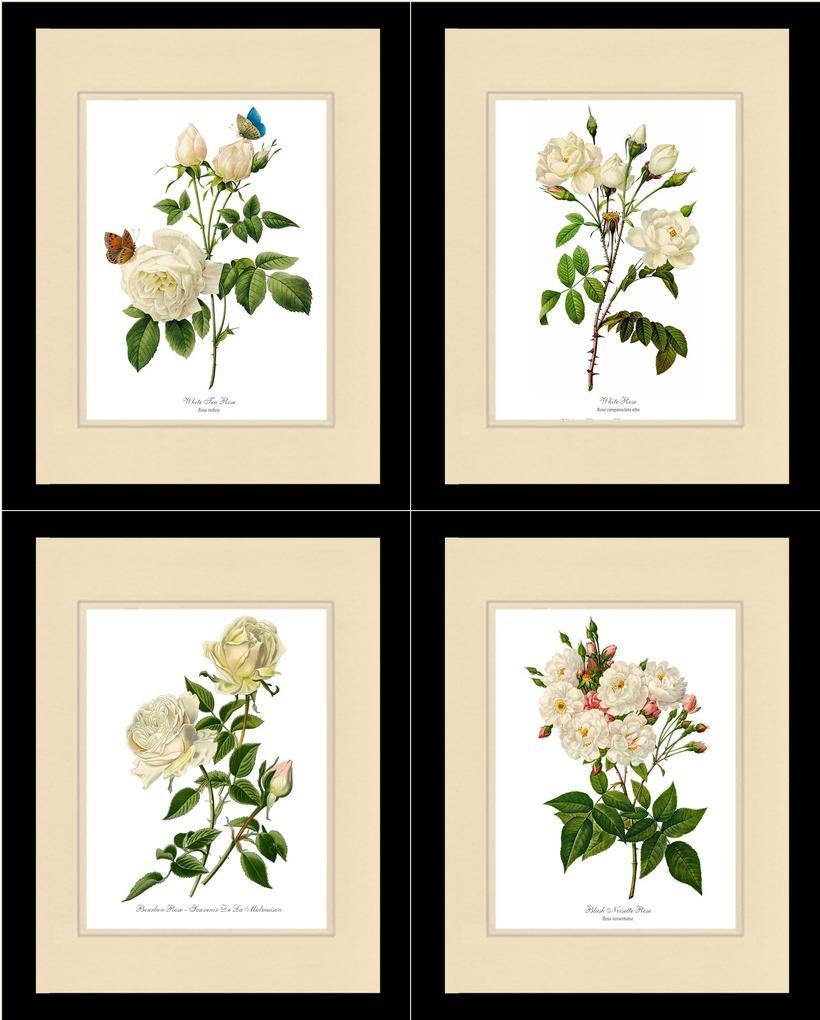 Rose Wall Art Print: White Rose Vintage Botanical Print Set. Matched Set of 4 - Vintage Botanical Wall Decor- Charting Nature