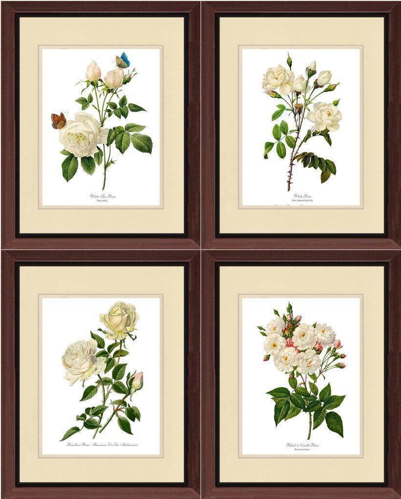 Rose Wall Art Print: White Rose Vintage Botanical Print Set. Matched Set of 4 - Vintage Botanical Wall Decor- Charting Nature