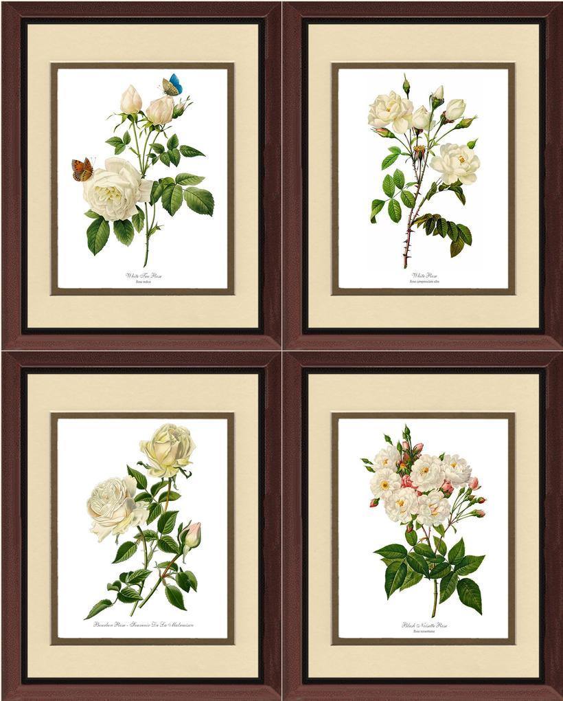 Rose Wall Art Print: White Rose Vintage Botanical Print Set. Matched Set of 4 - Vintage Botanical Wall Decor- Charting Nature