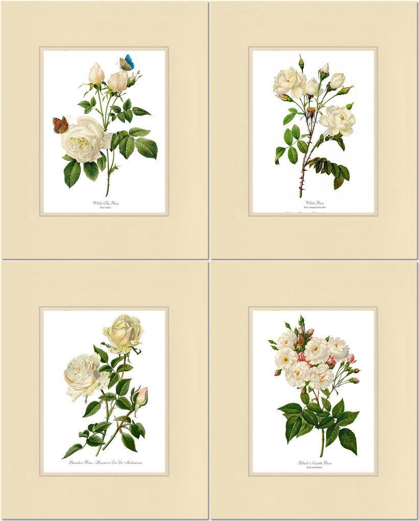 Rose Wall Art Print: White Rose Vintage Botanical Print Set. Matched Set of 4 - Vintage Botanical Wall Decor- Charting Nature