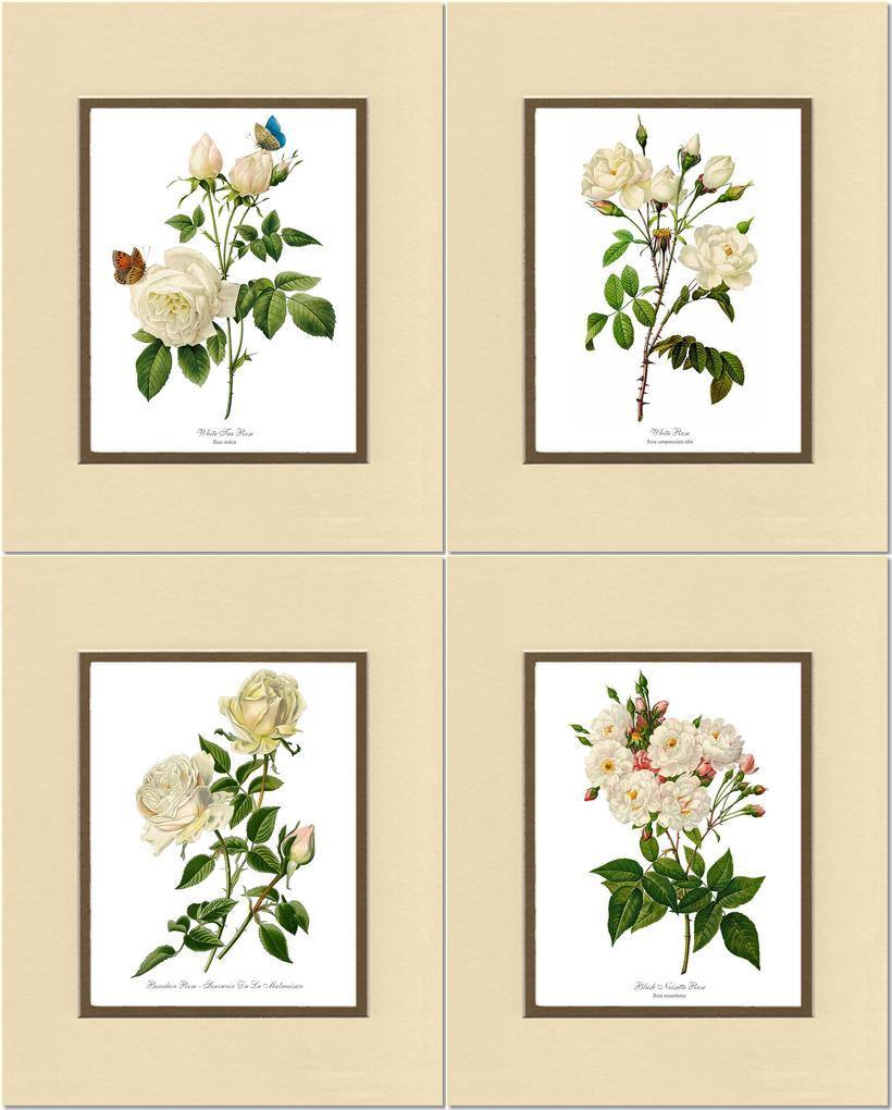 Rose Wall Art Print: White Rose Vintage Botanical Print Set. Matched Set of 4 - Vintage Botanical Wall Decor- Charting Nature