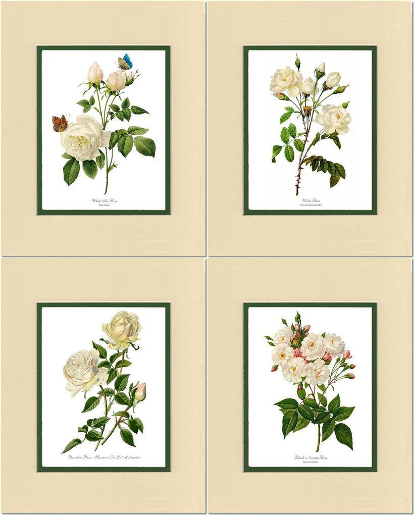 Rose Wall Art Print: White Rose Vintage Botanical Print Set. Matched Set of 4 - Vintage Botanical Wall Decor- Charting Nature