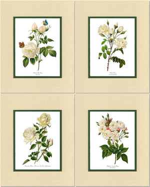 White Rose Vintage Botanical Print Set. Matched Set of 4 - Charting Nature