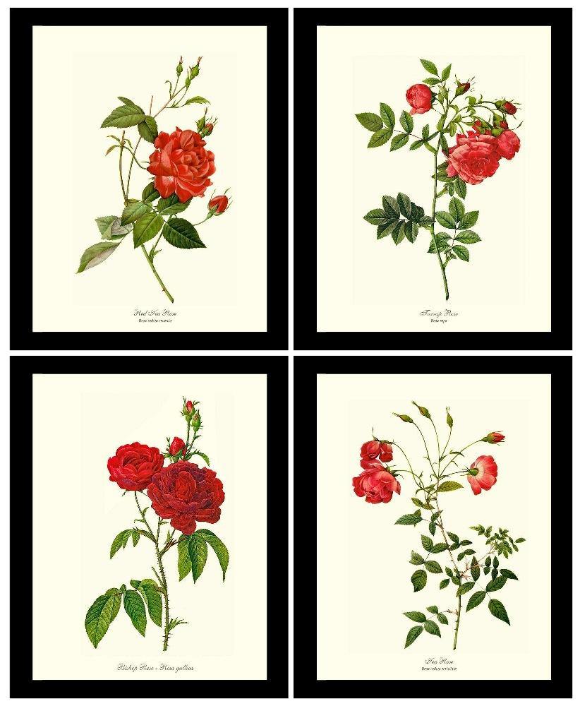 Rose Wall Art Print: Red Rose Prints. Matched Set of 4 - Vintage Botanical Wall Decor- Charting Nature