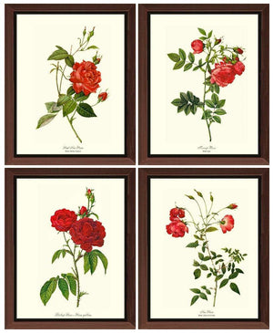 Red Rose Vintage Art Prints