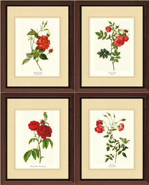 Red Rose Vintage Botanical Print Set of 4