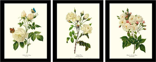 Rose Wall Art Print: White Rose Vintage Botanical Print Set. Matched Set of 3 - Vintage Botanical Wall Decor- Charting Nature