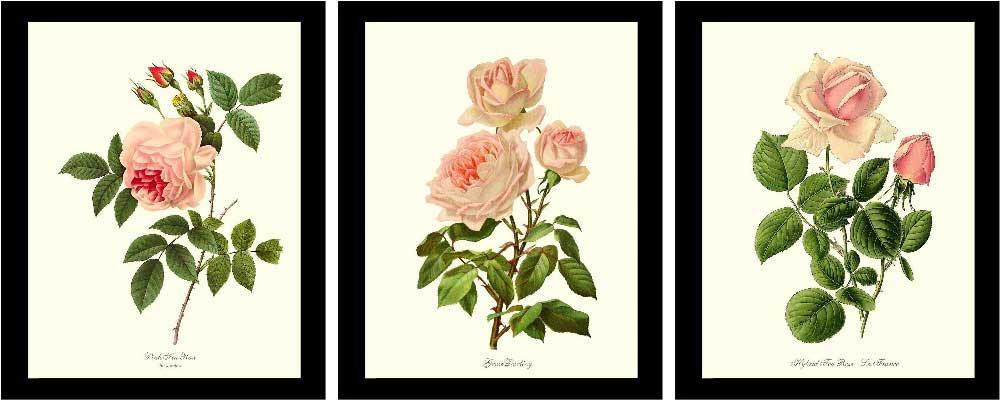 Redoute Roses Botanical Print Set No. 1 - Botanical Print Set