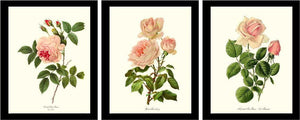 Vintage Pink Rose Framed Botanical Print Set
