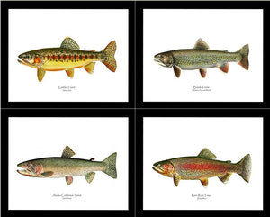 Vintage Trout Fish Prints Set - Charting Nature