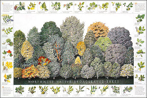 Northwest Native Broadleaved Tree Species Poster Identification Chart