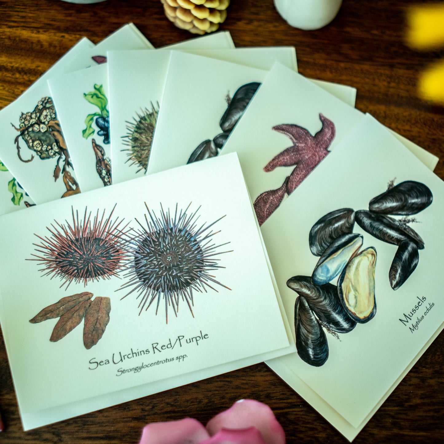 Pacific Intertidal Life | Shellfish Note Card Set