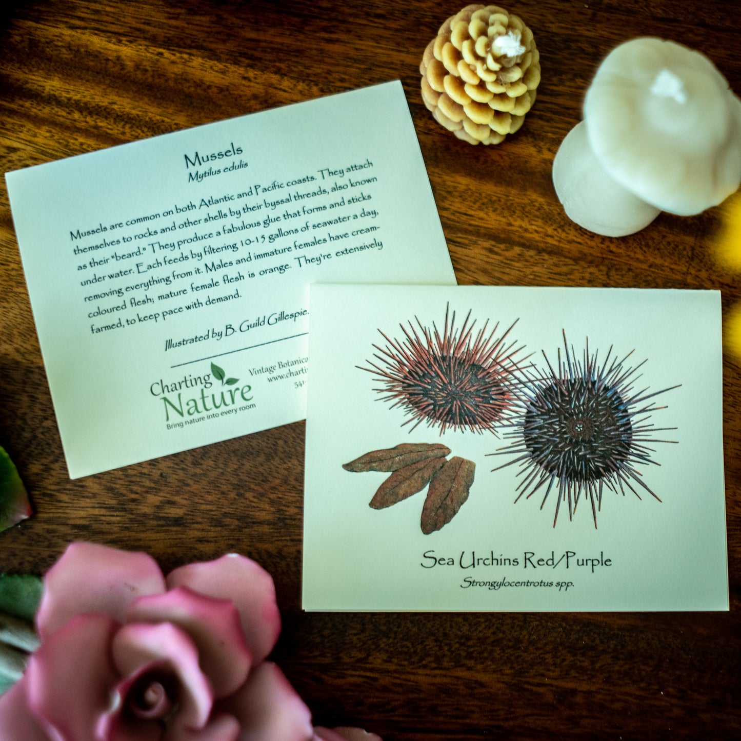 Pacific Intertidal Life | Shellfish Note Card Set