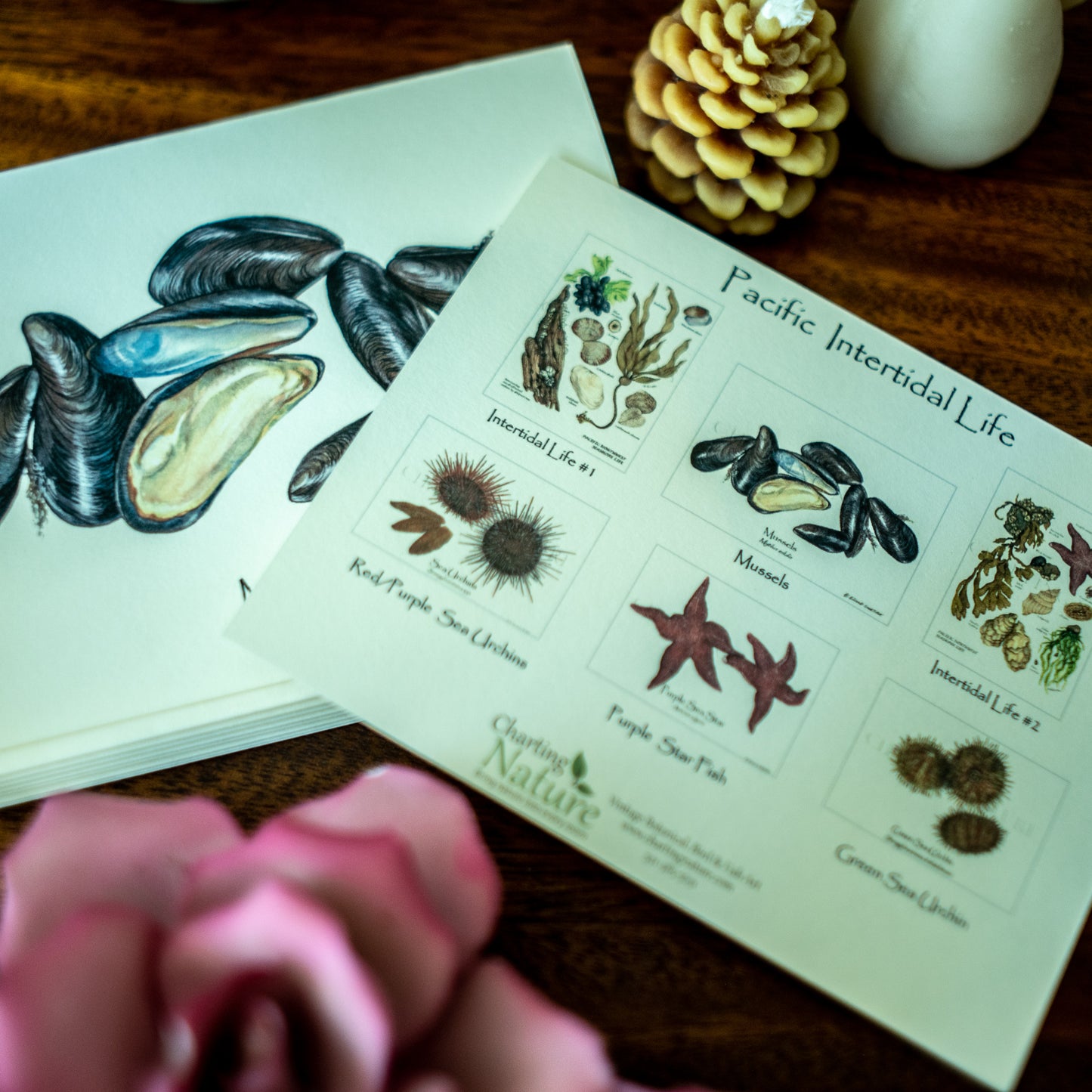Pacific Intertidal Life | Shellfish Note Card Set