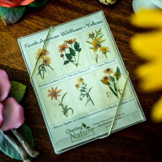 Yellow Wildflowers | Vintage Botanical Note Card Set