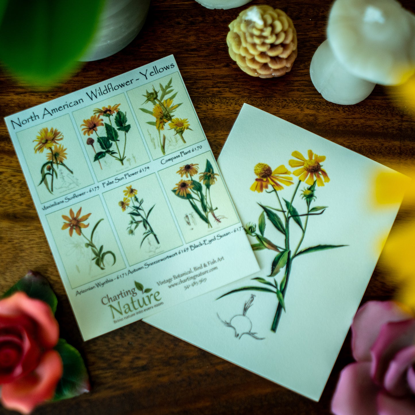 Yellow Wildflowers | Vintage Botanical Note Card Set