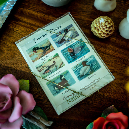 Duck Bird Note Card Set