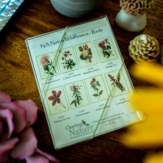 Red Wildflowers - Vintage Botanical Notecards