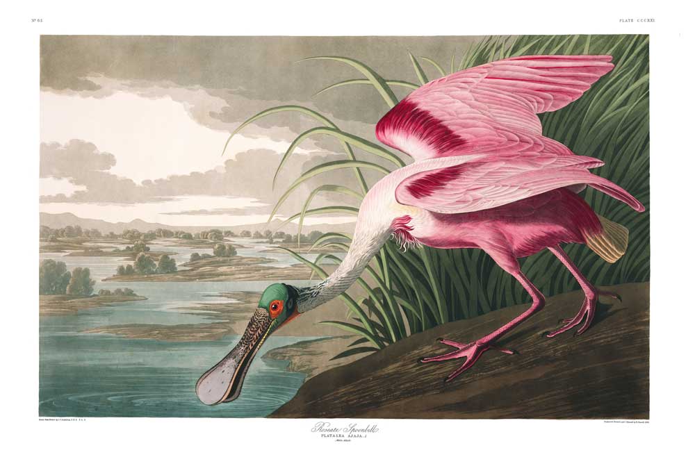 Spoonbill-Roseate
