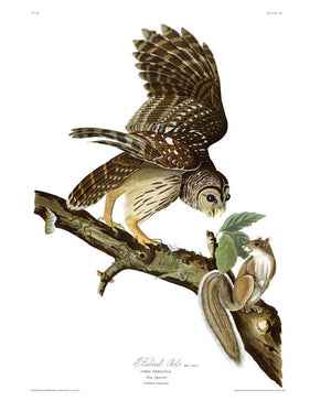 Owl-Barred