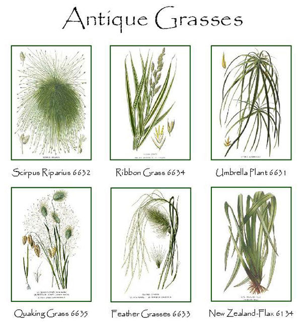 Vintage Grasses | Botanical Note Card Set