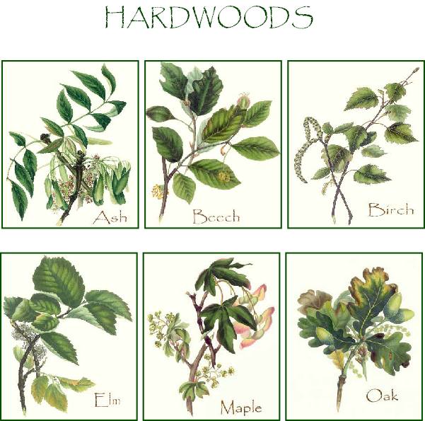 Vintage Hardwood Tree Note Cards