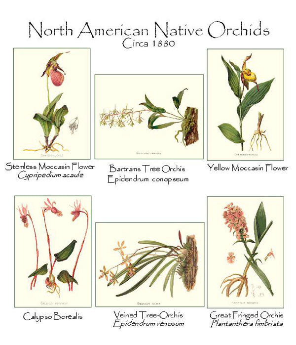 Native Orchid Note Card Set