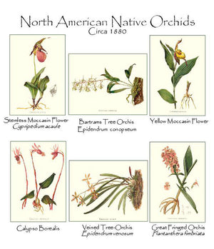 Native Orchid  Note Card Set