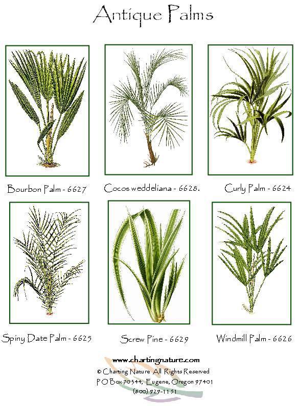 Vintage Fern Note cards