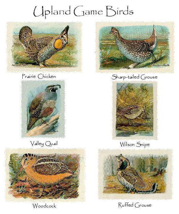 Upland Game Birds | Bird Note Card Set