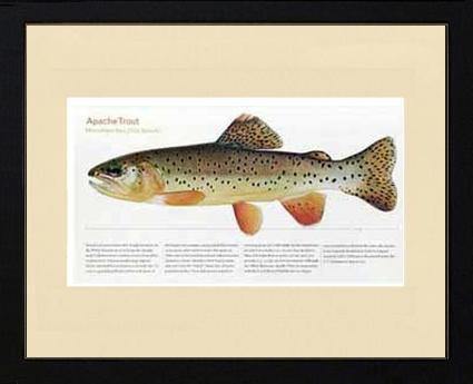 Apache Trout - Charting Nature
