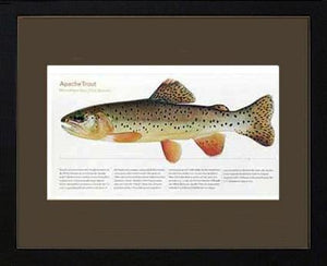 Apache Trout - Charting Nature