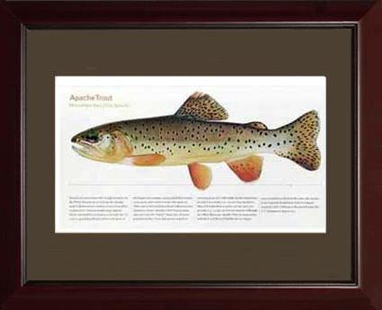 Apache Trout - Charting Nature