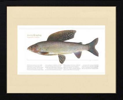 Arctic Grayling - Charting Nature
