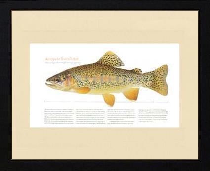 Arroyo la Sidra Trout - Charting Nature