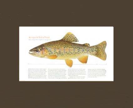 Arroyo la Sidra Trout - Charting Nature