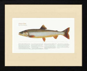 Artic Char - Charting Nature