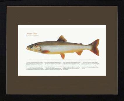 Artic Char - Charting Nature