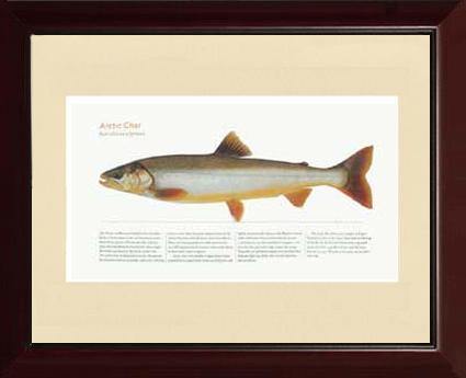 Artic Char - Charting Nature