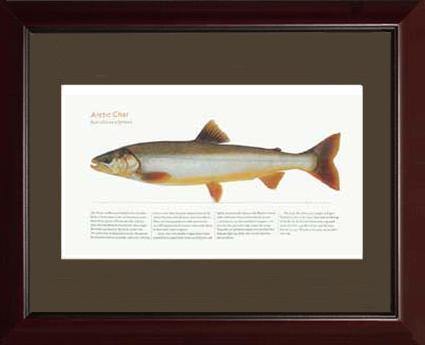 Artic Char - Charting Nature