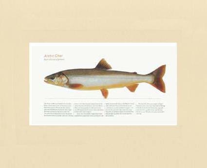 Artic Char