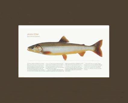 Artic Char - Charting Nature